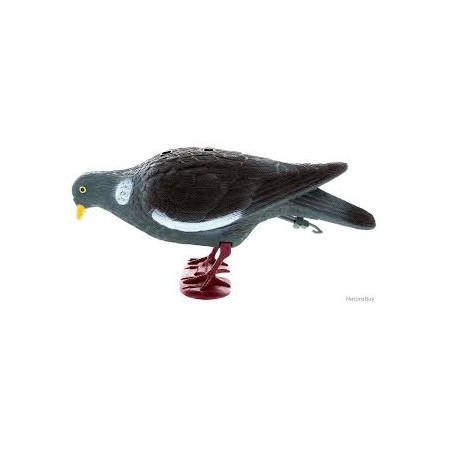 Appelant pigeon sur pattes becquettant