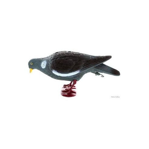 Appelant pigeon sur pattes becquettant