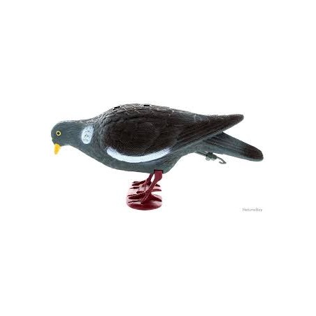 Appelant pigeon sur pattes becquettant