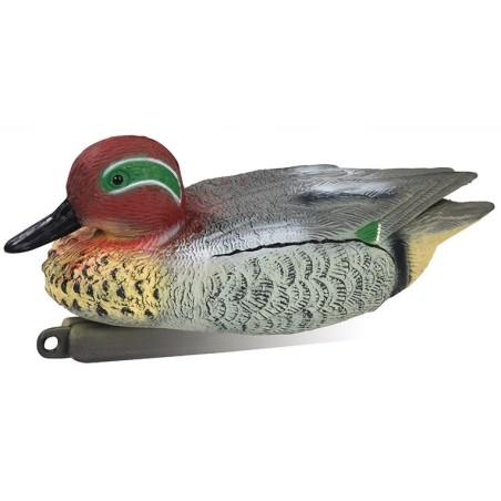 Appelant sarcelle male